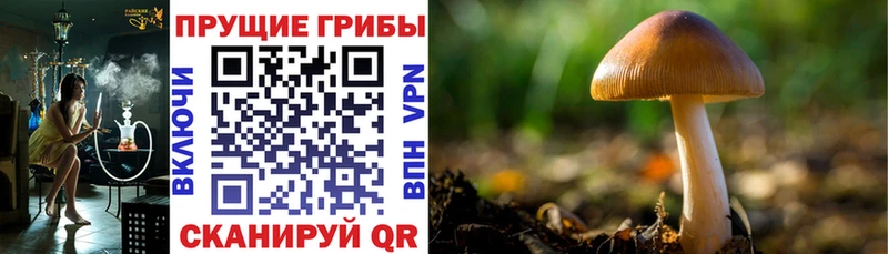 Купить где  Каспийск  Галлюциногенные грибы MAGIC MUSHROOMS 